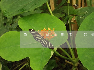 徽鹽金融逾期不還款(徽鹽金融逾期不還款)
