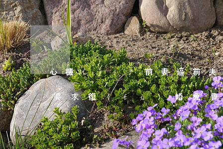 心機(jī)前妻逼前夫離婚(前妻很搶手老婆求復(fù)婚免費(fèi)閱讀)
