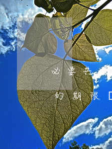 必要共同訴訟的上訴期怎么算(直接提起訴訟的期限為多少日)