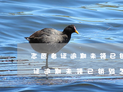 志愿者证逾期未领已销毁怎么补救-志愿者证逾期未领已销毁怎么补救呢