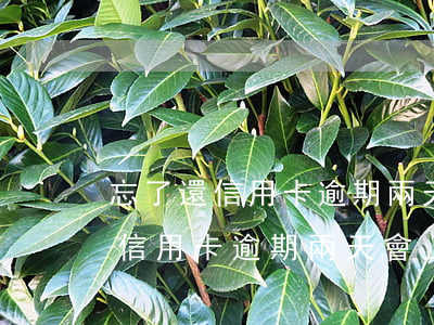忘了還信用卡逾期兩天會上征信嗎-忘了還信用卡逾期兩天會上征信嗎怎么辦