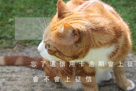 忘了還信用卡逾期會上征信嗎(忘記還信用卡會不會上征信)