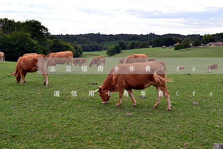 忘交信用卡年費(fèi)逾期三個月(不知道信用卡有年費(fèi)然后逾期)