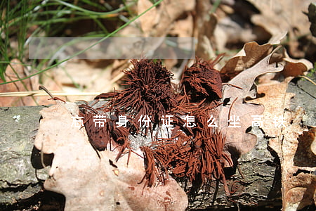 忘带身份证怎么坐高铁