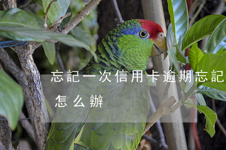 忘記一次信用卡逾期(忘記一次信用卡逾期了怎么辦)