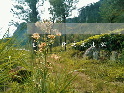 忘記貸款逾期怎么辦(貸款利息逾期忘了怎么辦)