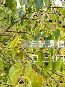 忘記還信用卡了,逾期怎么辦（信用卡忘還逾期已上征信怎么辦）