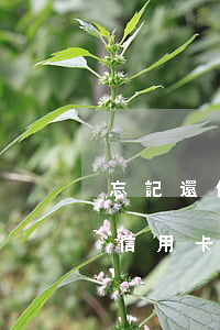 忘記還信用卡逾期一個(gè)星期怎么辦（信用卡忘記還款逾期1天怎么辦）