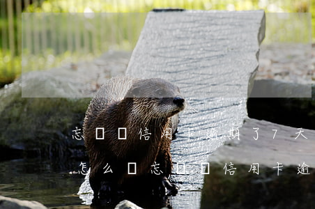 忘記還信用卡逾期了7天嚴(yán)重嗎怎么辦（忘記還信用卡逾期了7天嚴(yán)重嗎）