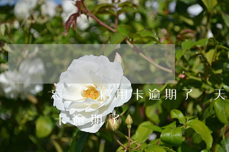 忘記還信用卡逾期了兩天怎么辦（忘記還信用卡逾期了）