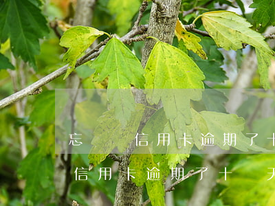忘記還信用卡逾期了十幾天怎么辦-忘記還信用卡逾期了十幾天怎么辦呢
