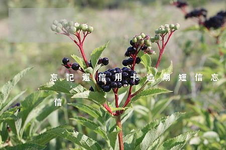 忘記還信用卡逾期短信(忘記還信用卡逾期短信)