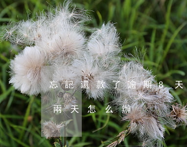 忘記還款了逾期8天(忘記了還款日期逾期了兩天怎么辦)