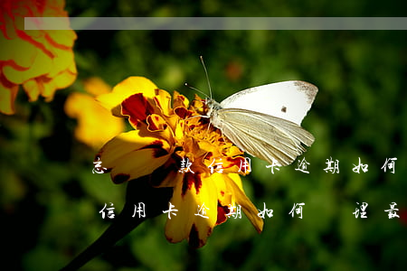 忘記還款信用卡逾期如何處理最快 忘記還款信用卡逾期如何處理最快最有效