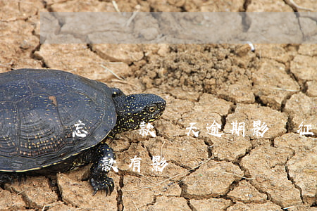 忘記還款兩天逾期影響征信嗎(逾期兩天忘記還款有影響嗎)