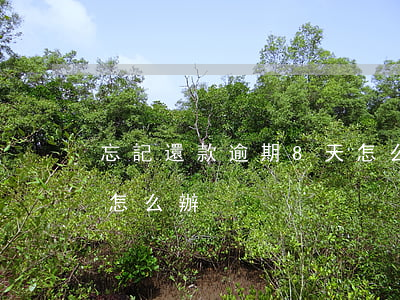 忘記還款逾期8天怎么辦(忘記還款逾期4天怎么辦)