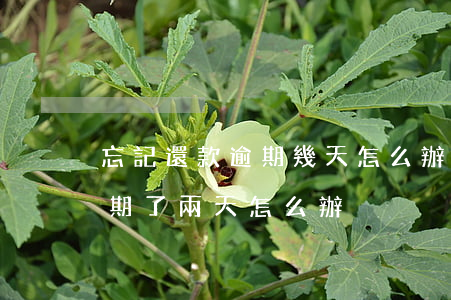 忘記還款逾期幾天怎么辦(忘記了還款日期逾期了兩天怎么辦)