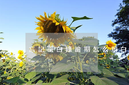 忘記還白條逾期怎么辦 白條逾期還清