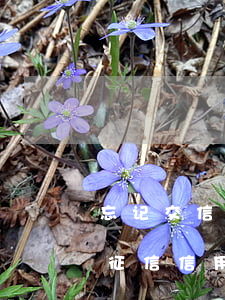 忘记交信用卡年费过了五天才交会不会影响征信（信用卡 欠年费 停用）