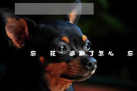 忘還花唄逾期了怎么辦(忘還花唄逾期了怎么辦)