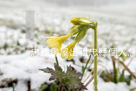 忠縣房屋出租(忠縣個人急售二手房)