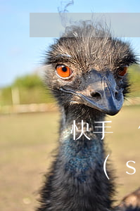 快手給做停息掛賬是真是假(快手停播后什么時(shí)候能直播)