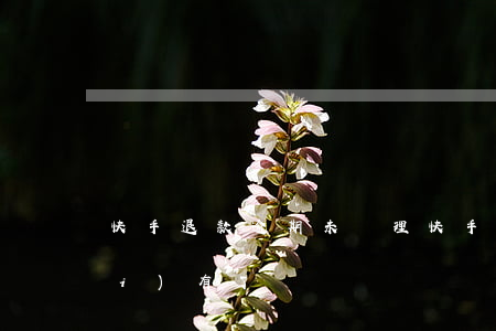 快手退款逾期未處理 快手退款怎么沒(méi)有了
