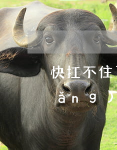 快扛不住了欠好多網(wǎng)貸(網(wǎng)貸扛不住了怎么辦)