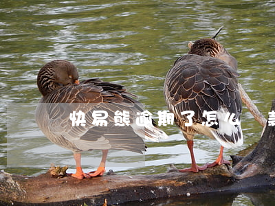 快易熊逾期了怎么還款