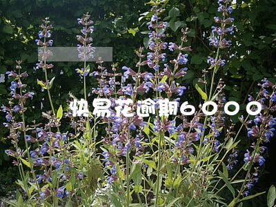 快易花逾期6000會起訴嗎(快易花會起訴騙貸嗎)