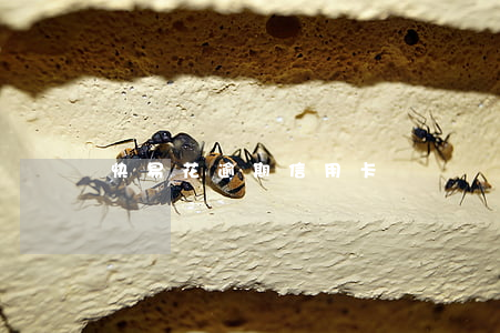 快易花逾期信用卡