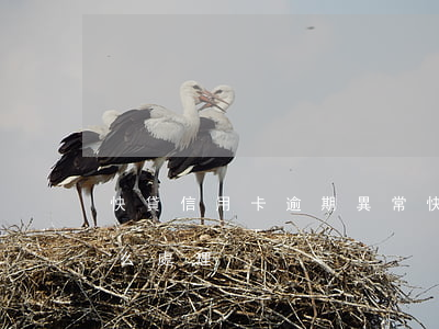 快貸信用卡逾期異常 快貸信用卡逾期異常怎么處理