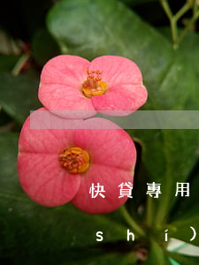 快貸專用賬戶的錢怎么當(dāng)時(shí)還款-快貸專用賬戶的錢怎么當(dāng)時(shí)還款呢