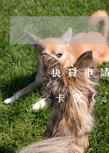 快貸申請(qǐng)說(shuō)信用卡當(dāng)前逾期(銀行快貸逾期)