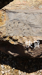 快貸自動還款后還顯示未還本金-