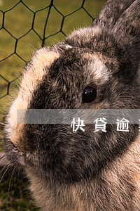 快貸逾期1000元會起訴嗎