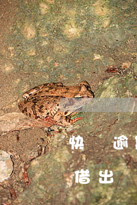 快貸逾期3天還能再借嗎(快貸逾期一天還能借出來嗎)