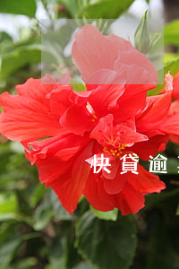 快貸逾期三個月(快貸逾期三個月會怎么樣)