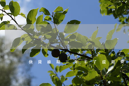 快貸逾期三年半了還需要還嗎(快貸三年沒還)