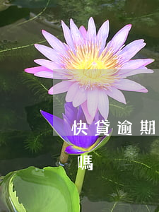 快貸逾期上征信嗎(快貸逾期上征信嗎,會起訴嗎?)