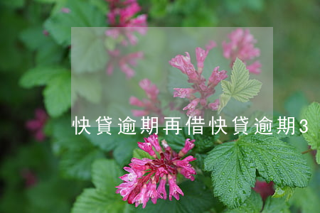 快貸逾期再借(快貸逾期3年又開始催收了)