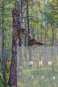 快貸逾期提交執(zhí)行人信息(快貸發(fā)信息說案件執(zhí)行了)