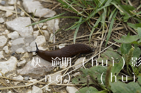 快貸逾期會(huì)影響芝麻分嗎(網(wǎng)貸會(huì)影響芝麻分嗎)