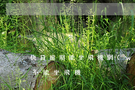 快貸逾期能坐飛機(網(wǎng)貸逾期能不能坐飛機)