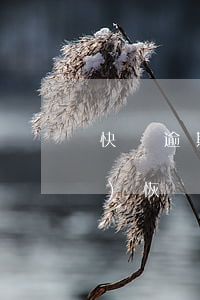 快貸逾期降芝麻分嗎(快貸降額度會(huì)恢復(fù)嗎)