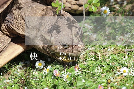 快貸還款后額度15萬(wàn)變1萬(wàn)多-快貸還款后額度15萬(wàn)變1萬(wàn)多了