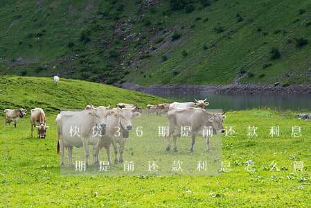 快贷36期提前还款利息怎么算-快贷36期提前还款利息怎么算的