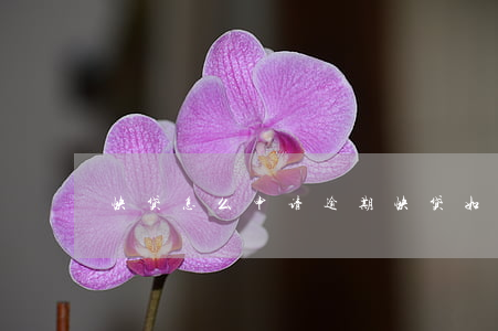 快贷怎么申请逾期(快贷如何申请)