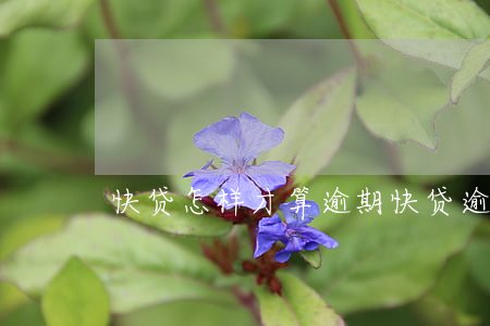 快贷怎样才算逾期(快贷逾期多久上征信)