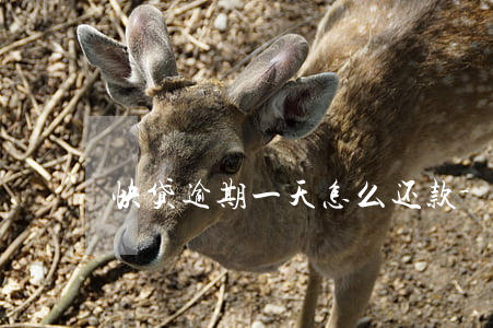 快贷逾期一天怎么还款-快贷 逾期一天